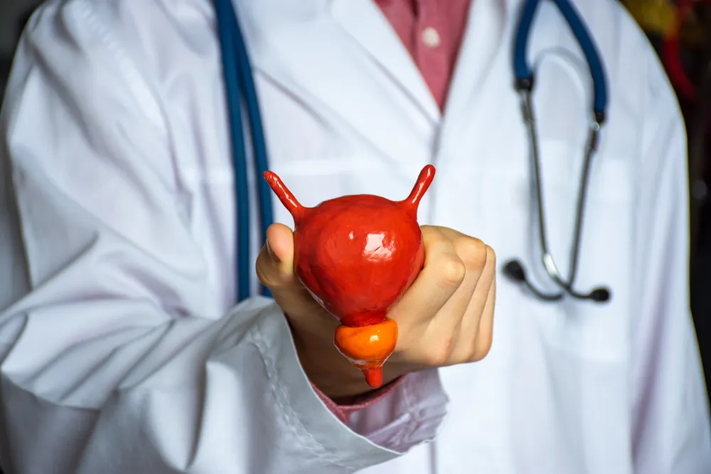 Doctor in white holds in his hand model of human urinary bladder with prostate