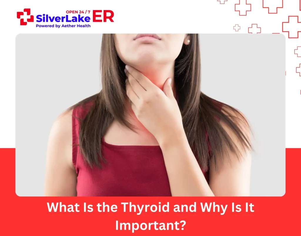 What Is the Thyroid and Why Is It Important
